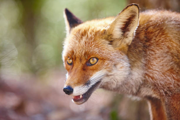 istock Fox head with green background. Wildlife in the forest 1190795567