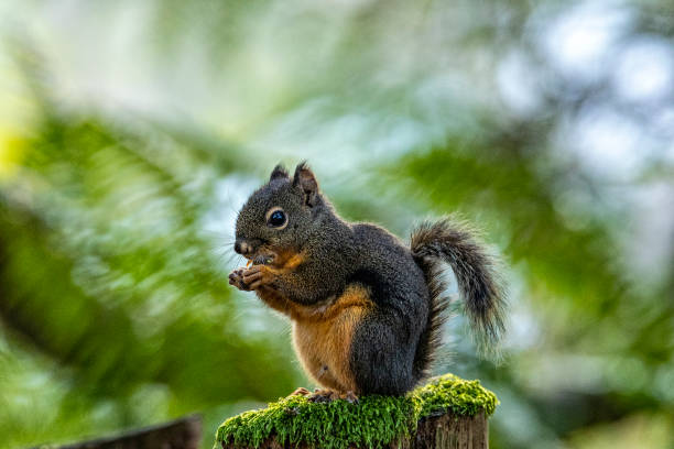 istock Wildlife of Canada 1190795826