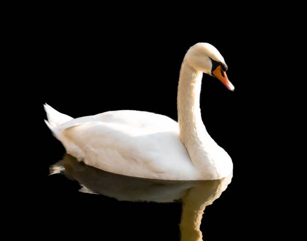 istock white swan on a black background 1190797735