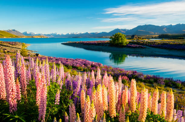 istock The Lupins Of Lake Tekapo 1190799663