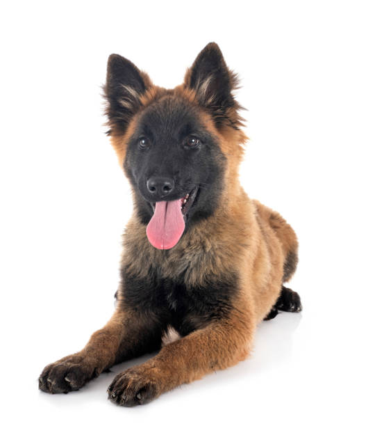 istock tervueren puppy 1190802289