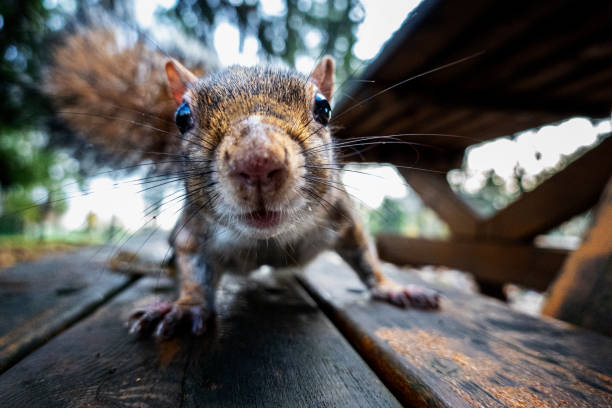 好奇心リス - curious squirrel ストックフォトと画像