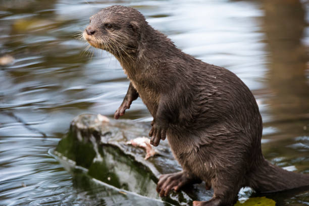 istock Close-up view of otter standing upright at riverside 1190803286
