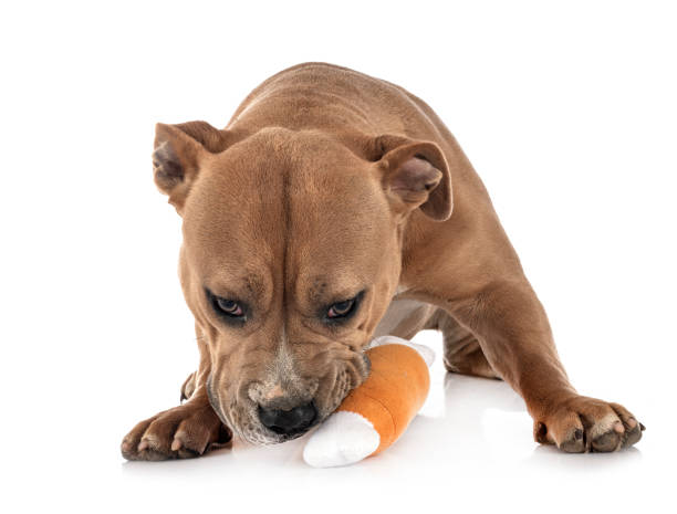 istock staffordshire bull terrier 1190803359