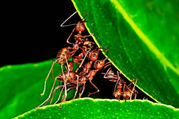 Ants stretching legs , biting leaf , building nest.