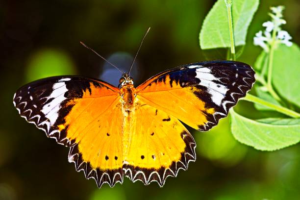 istock Butterfly drinking juice from flower. 1190808102