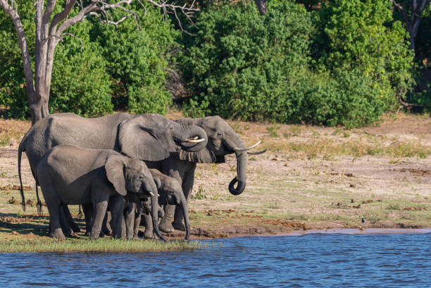 istock a group of elephants dinking water next to chobe river 1190810325