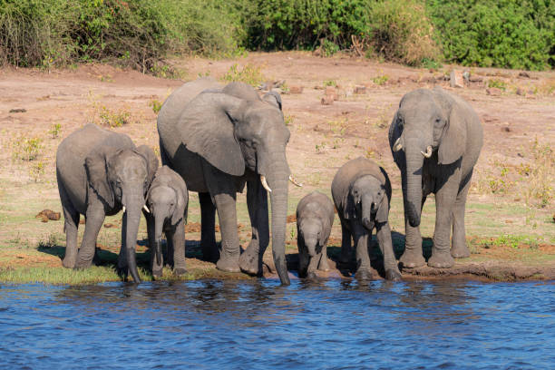 istock a group of elephants dinking water next to chobe river 1190810567