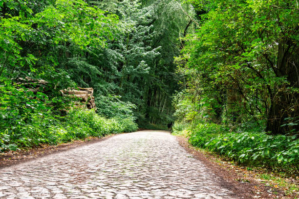 istock Lonely pathway in beech woodland in Rugen Island 1190810700