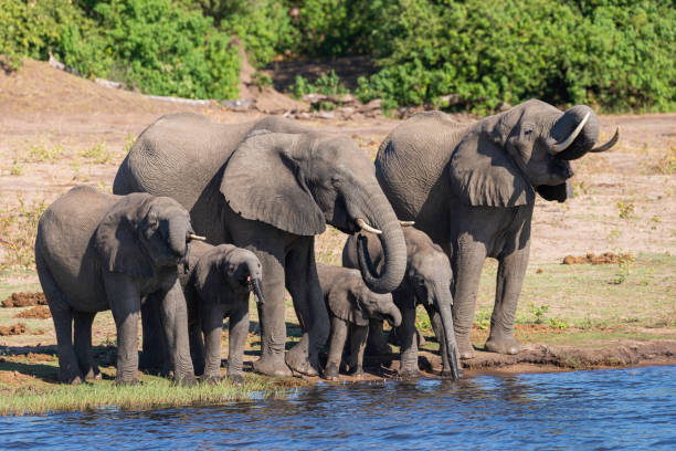 a group of elephants dinking water next to chobe river