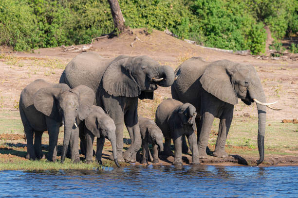 istock a group of elephants dinking water next to chobe river 1190811081