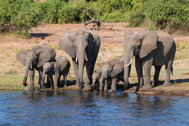 istock a group of elephants dinking water next to chobe river 1190811195