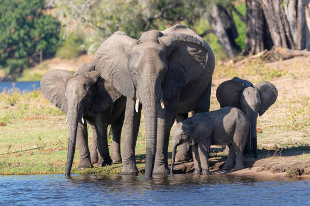 istock a group of elephants dinking water next to chobe river 1190811901