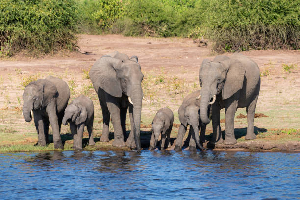 istock a group of elephants dinking water next to chobe river 1190811933