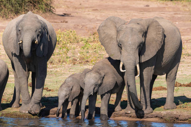 istock a group of elephants dinking water next to chobe river 1190811977