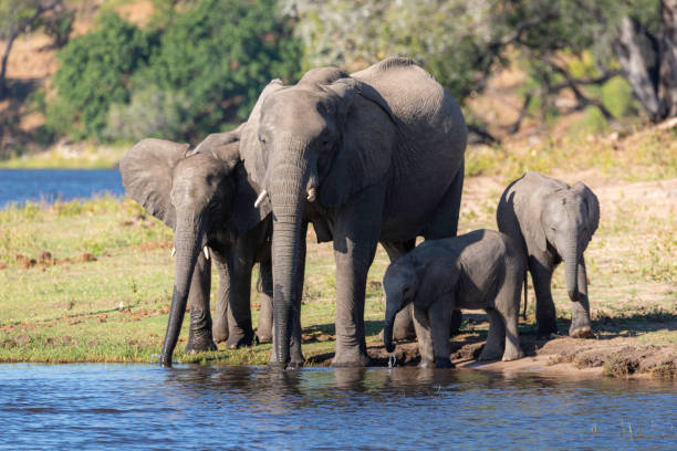 istock a group of elephants dinking water next to chobe river 1190812642