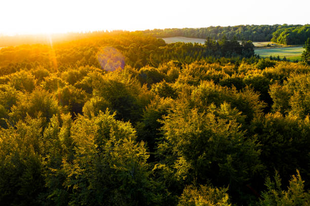istock Autumn forest at sunrise 1190812835