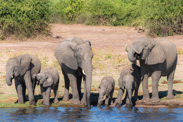 istock a group of elephants dinking water next to chobe river 1190813594