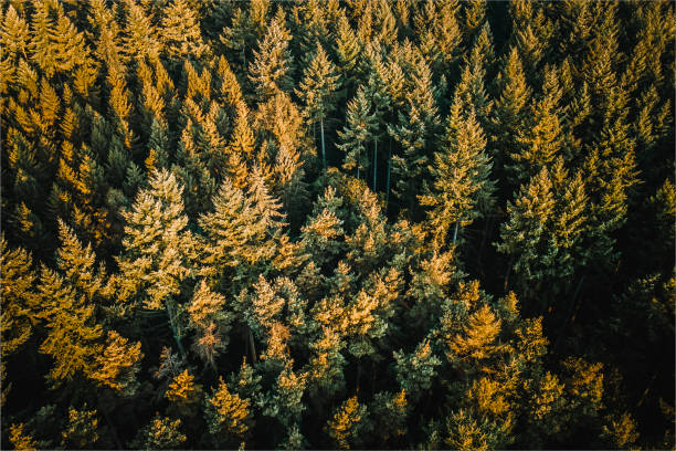 istock Autumn forest from the air 1190814183