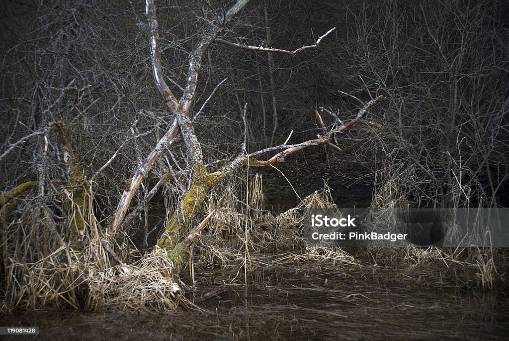 Paisagem assustadora com Árvore morta - Royalty-free Ao Ar Livre Foto de stock