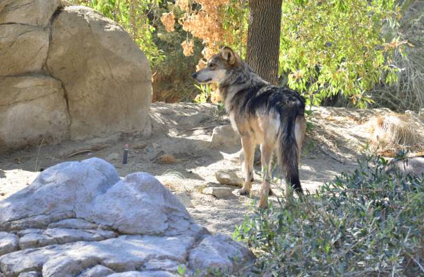 istock Mexican wolf at an American zoo. 1190814858