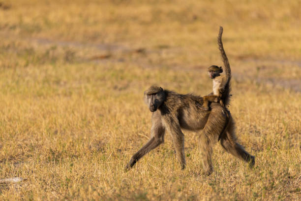 junger pavian reitet auf dem rücken seiner mütter - kruger national park monkey baboon africa stock-fotos und bilder