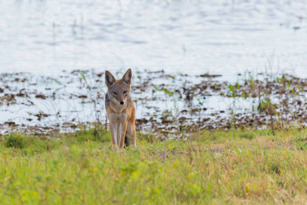 istock a jackal in the african savannah 1190815666