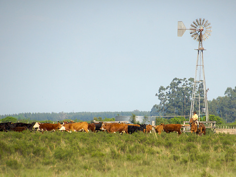 bring cows on horseback to vaccinate