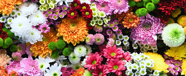 Flores fondo de pared con increíble rojo, naranja, rosa, púrpura, verde y blanco flores de crisantemo, decoración de la boda, hecho a mano hermoso fondo de la pared de la flor photo