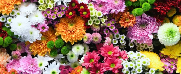 Photo of Flowers wall background with amazing red,orange,pink,purple,green and white chrysanthemum flowers ,Wedding decoration, hand made Beautiful flower wall background