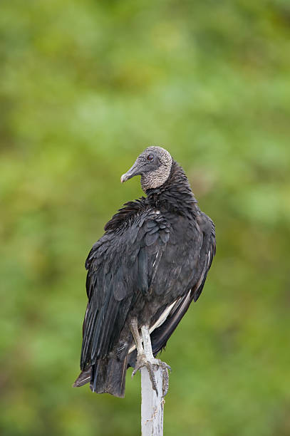 Black Vulture  american black vulture photos stock pictures, royalty-free photos & images