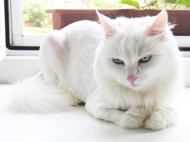 In the photo this is a pet. White cat.