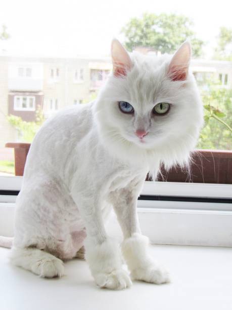 istock In the photo this is a pet. White cat. 1190817544