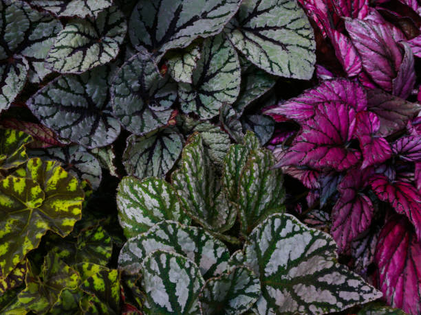 Multi-colored begonia leaves of different types Multi-colored begonia leaves of different types begoniaceae stock pictures, royalty-free photos & images
