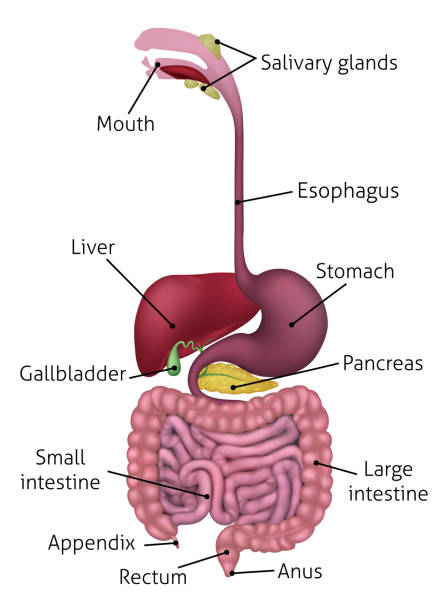 illustrazioni stock, clip art, cartoni animati e icone di tendenza di sistema digestivo gastrointestinale umano ed etichette - alimentary