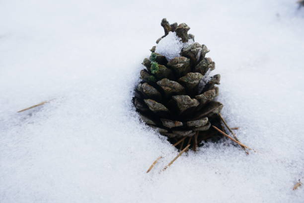 istock A pine cone stands upright in the snow. 1190820361