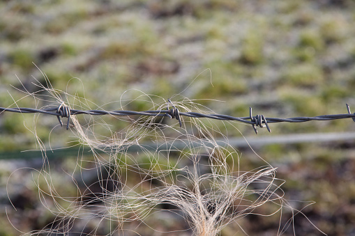 Close up of Barbed wire with horse hair caught up in it, showing the dangers of using it in horse fields.