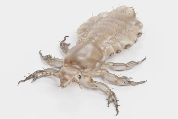 istock Realistic 3d Render of Head Louse - Female 1190823950