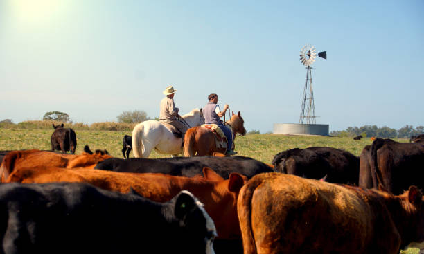 fieldwork bring cows on horseback to vaccinate argentinian people stock pictures, royalty-free photos & images