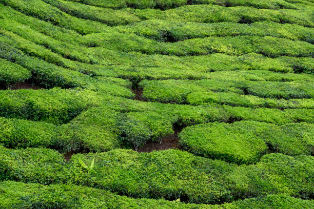 istock Tea plantation in Malaysia 1190826222