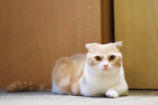 istock short legs Little cute cat. 1190827234