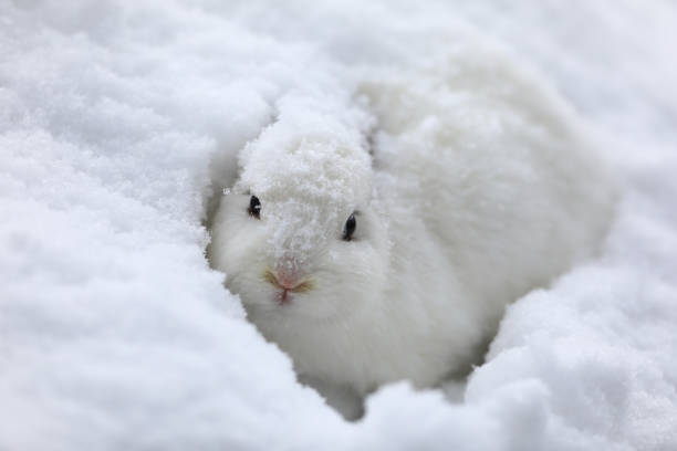istock white rabbit in winter on the snow 1190827456