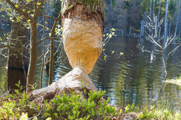beaver gnawed the trunk of a tree, a tree on the lake eaten by a beaver