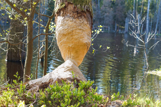 a tree on the lake eaten by a beaver, beaver gnawed the trunk of a tree stock photo