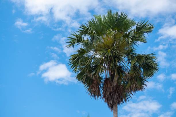 istock Palm trees and blue sky background 1190829141