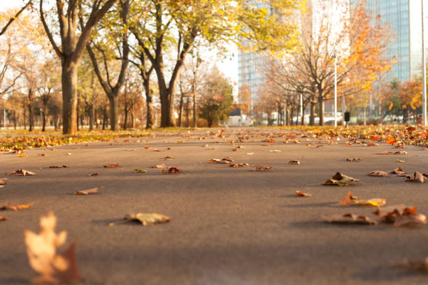 Empty road in the city park