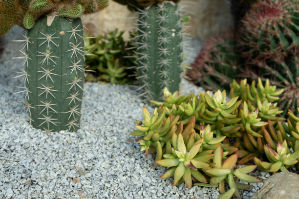 istock Green cactus plant, natural texture background concept, copy space 1190830836