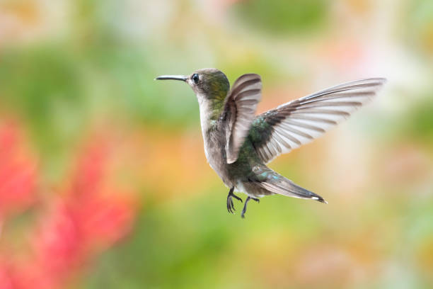istock A female Ruby Topaz hummingbird hovering in the air. 1190832159