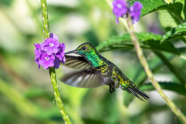 istock A Blue-chinned Sapphire hummingbird feeding on flowers. 1190832189