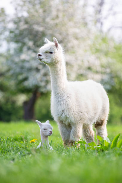 White Alpaca with offspring, South American mammal stock photo